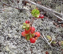 Berries on the top of the crater.